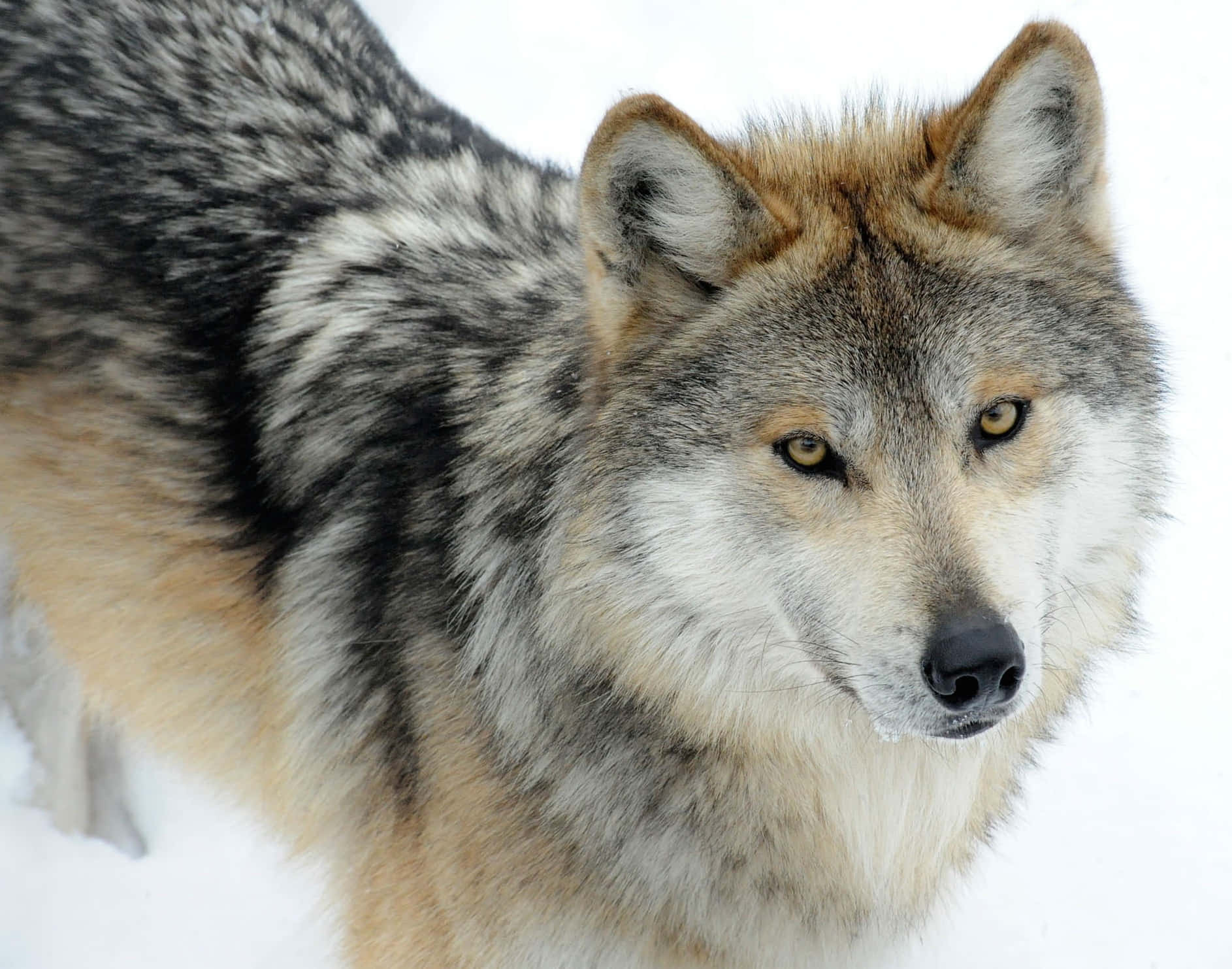 Majestic Mexican Wolf In The Wild Wallpaper