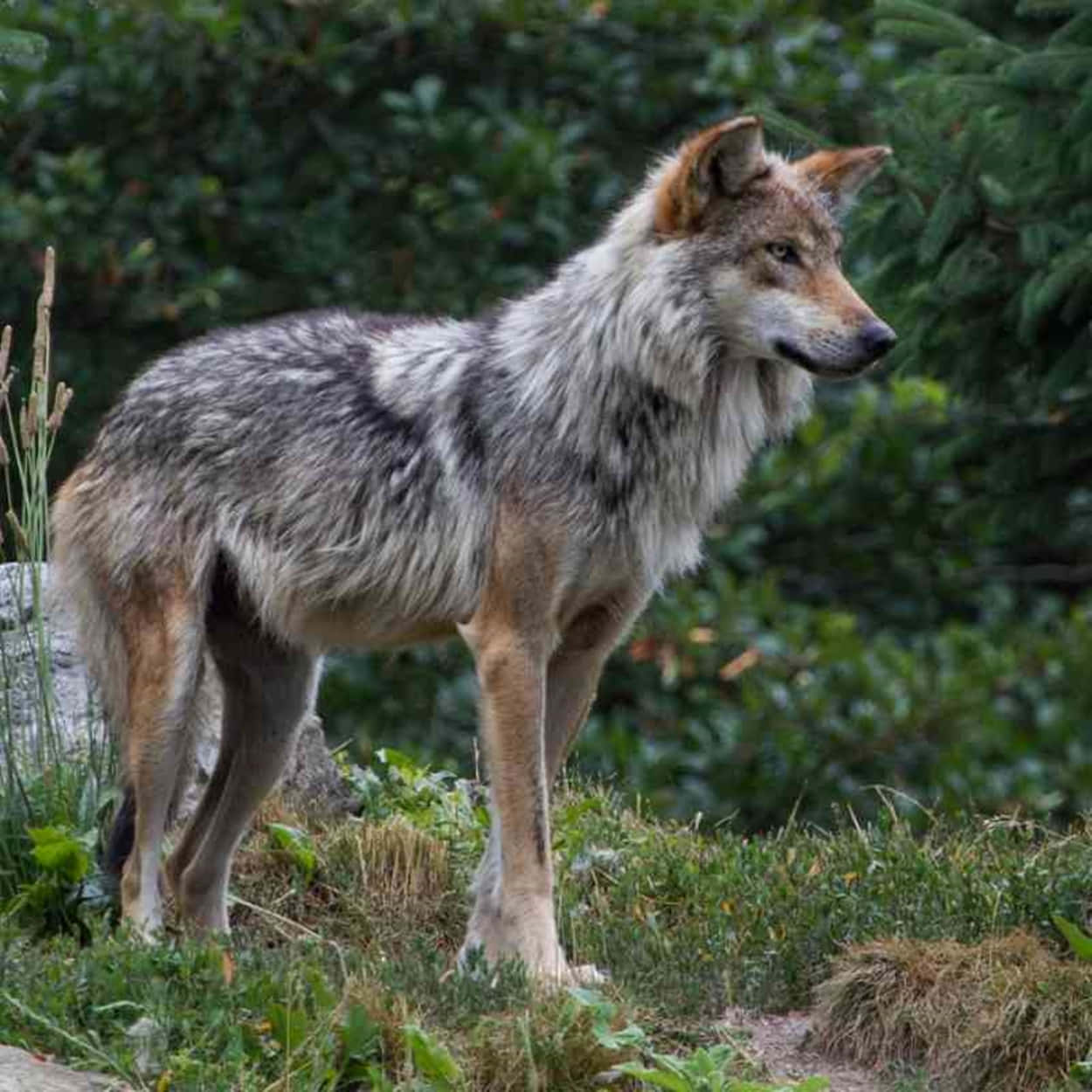 Majestic Mexican Wolf In The Wilderness Wallpaper