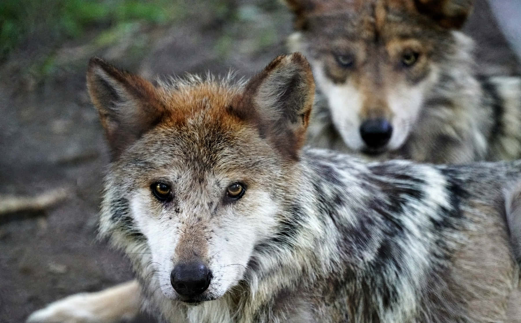 Majestic Mexican Wolf In The Wilderness Wallpaper