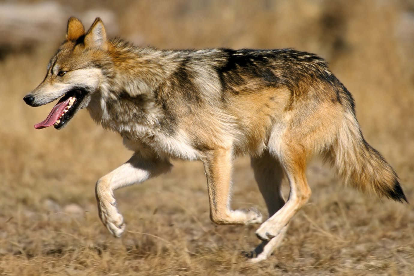 Majestic Mexican Wolf In The Wilderness Wallpaper