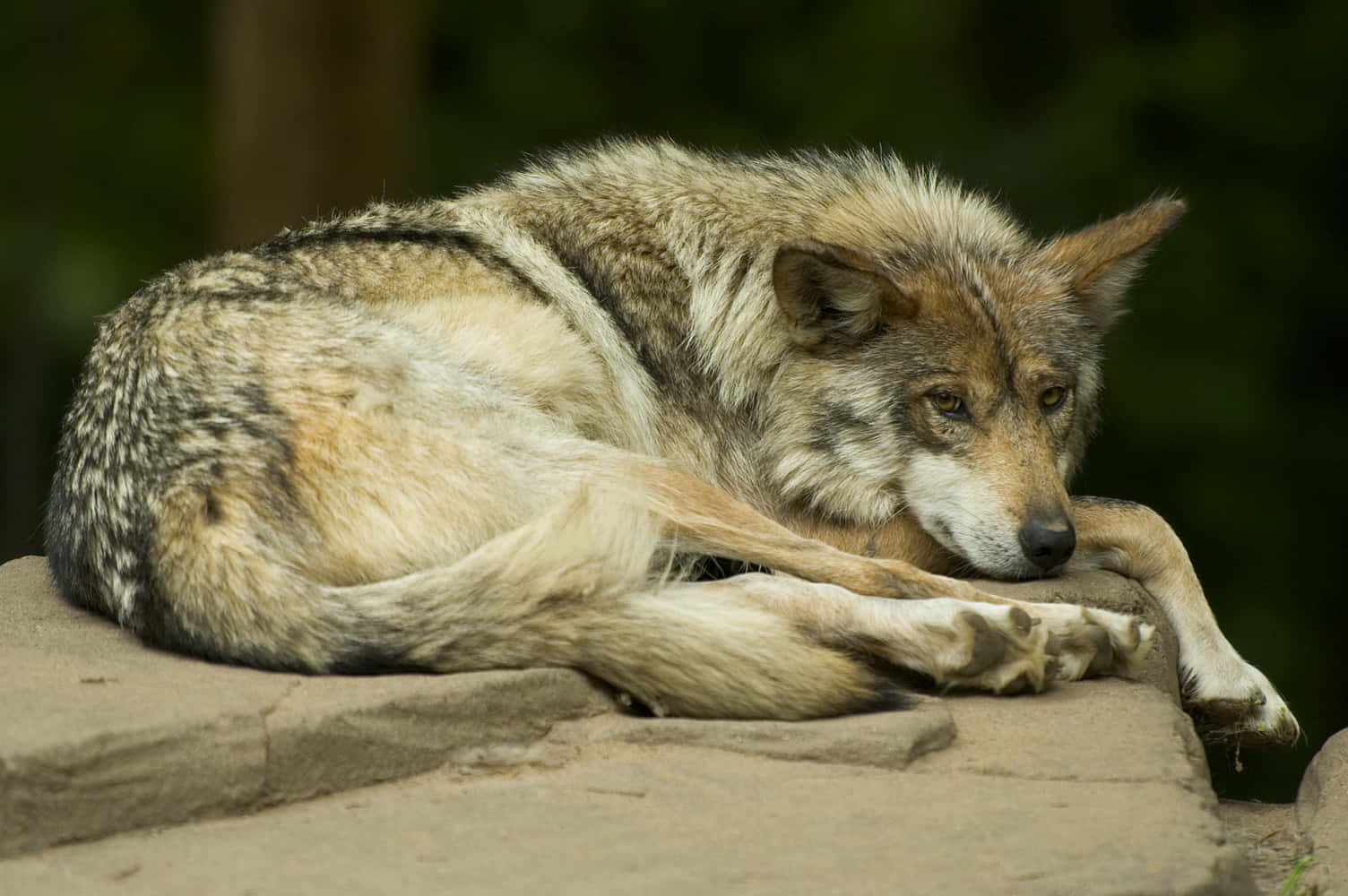 Majestic Mexican Wolf Stalking Through The Wilderness. Wallpaper