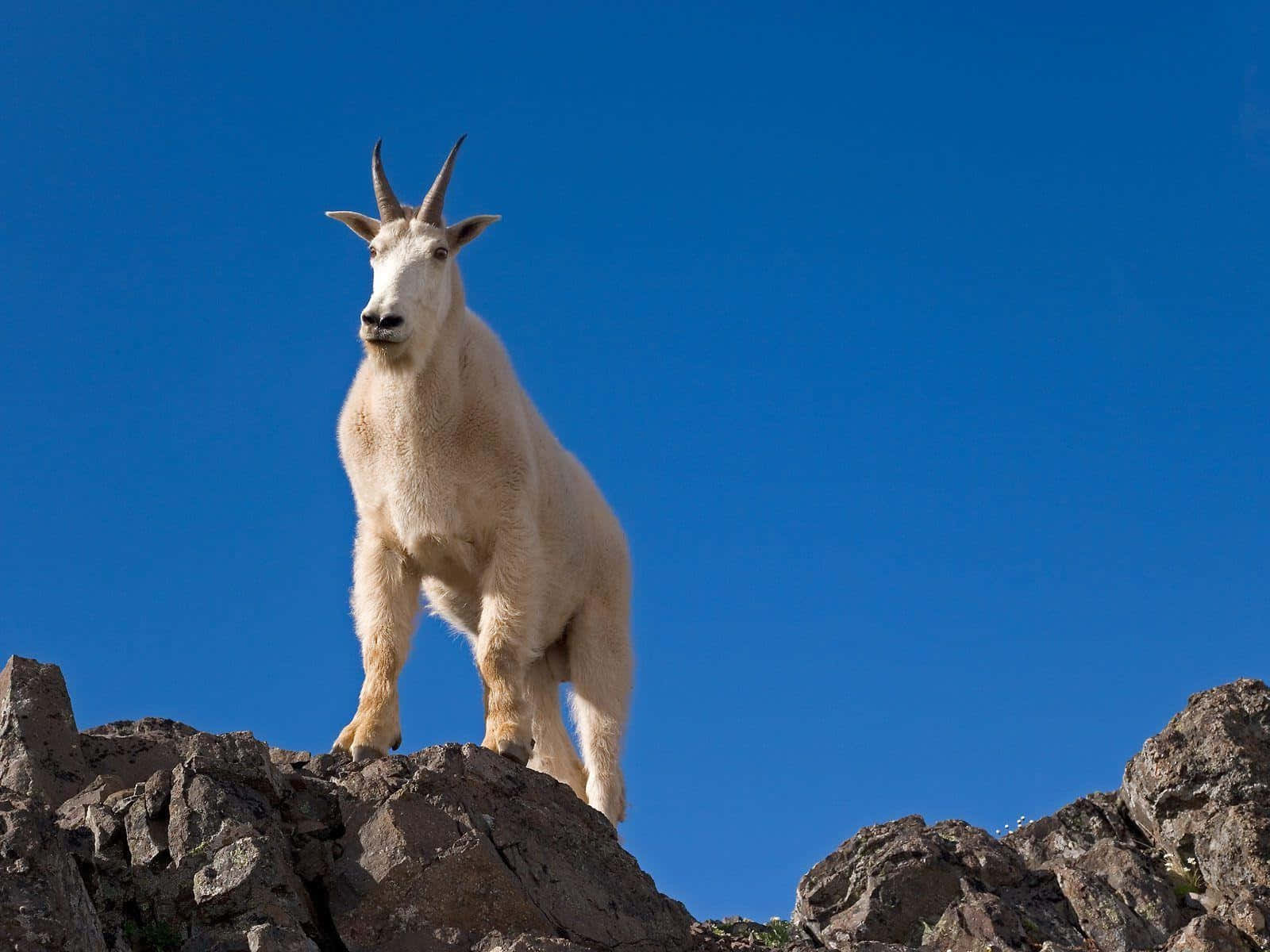 Majestic_ Mountain_ Goat_ On_ Rocks Wallpaper