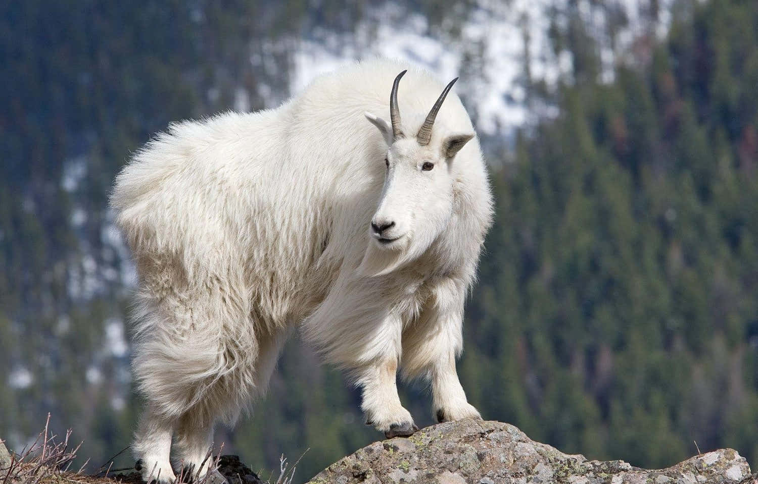 Majestic_ Mountain_ Goat_ On_ Rocky_ Ledge.jpg Wallpaper