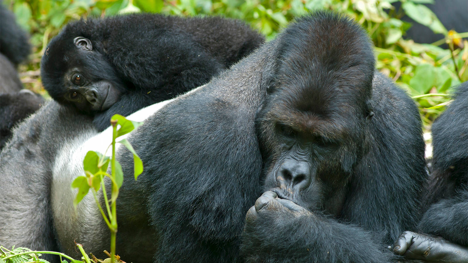 Majestic Mountain Gorilla Desktop Wallpaper Wallpaper