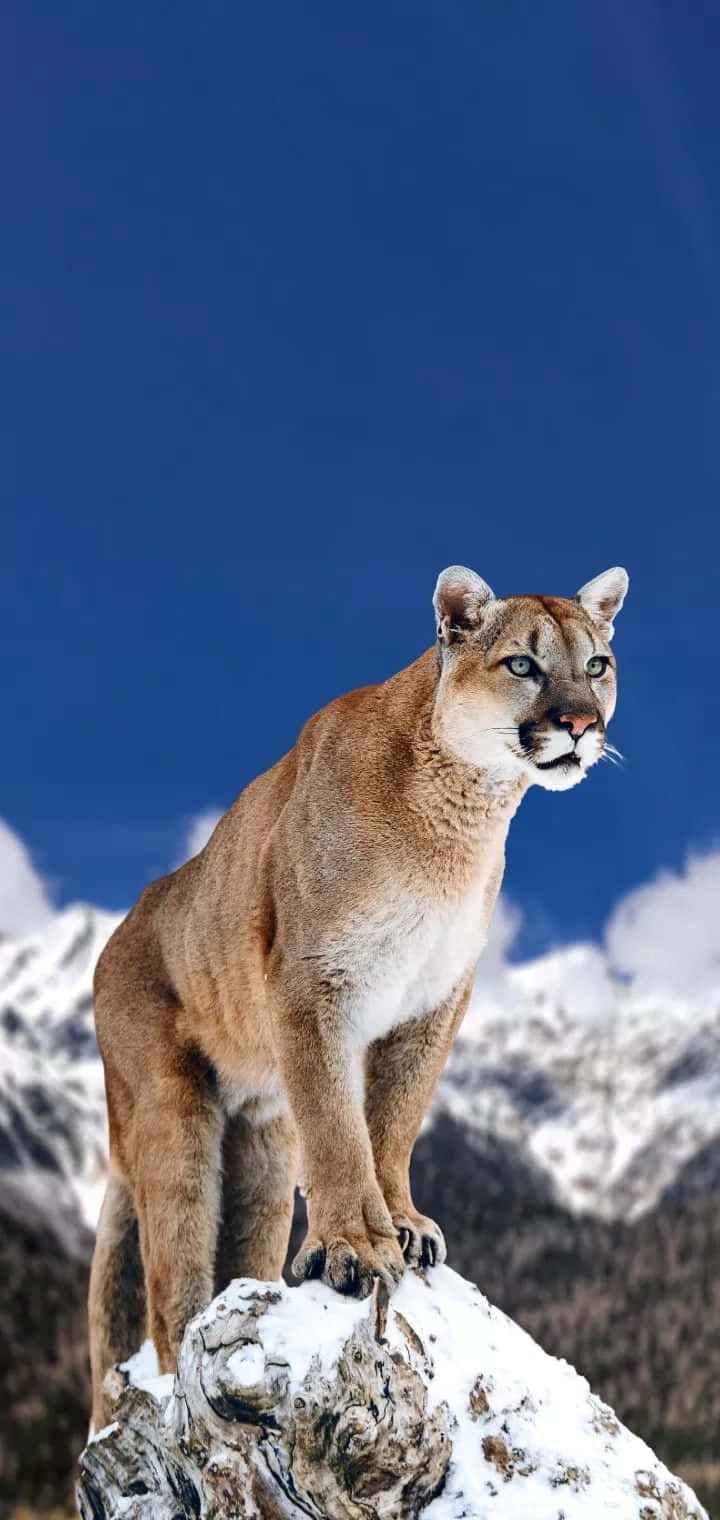 Majestic Mountain Lion Snowy Peak Wallpaper