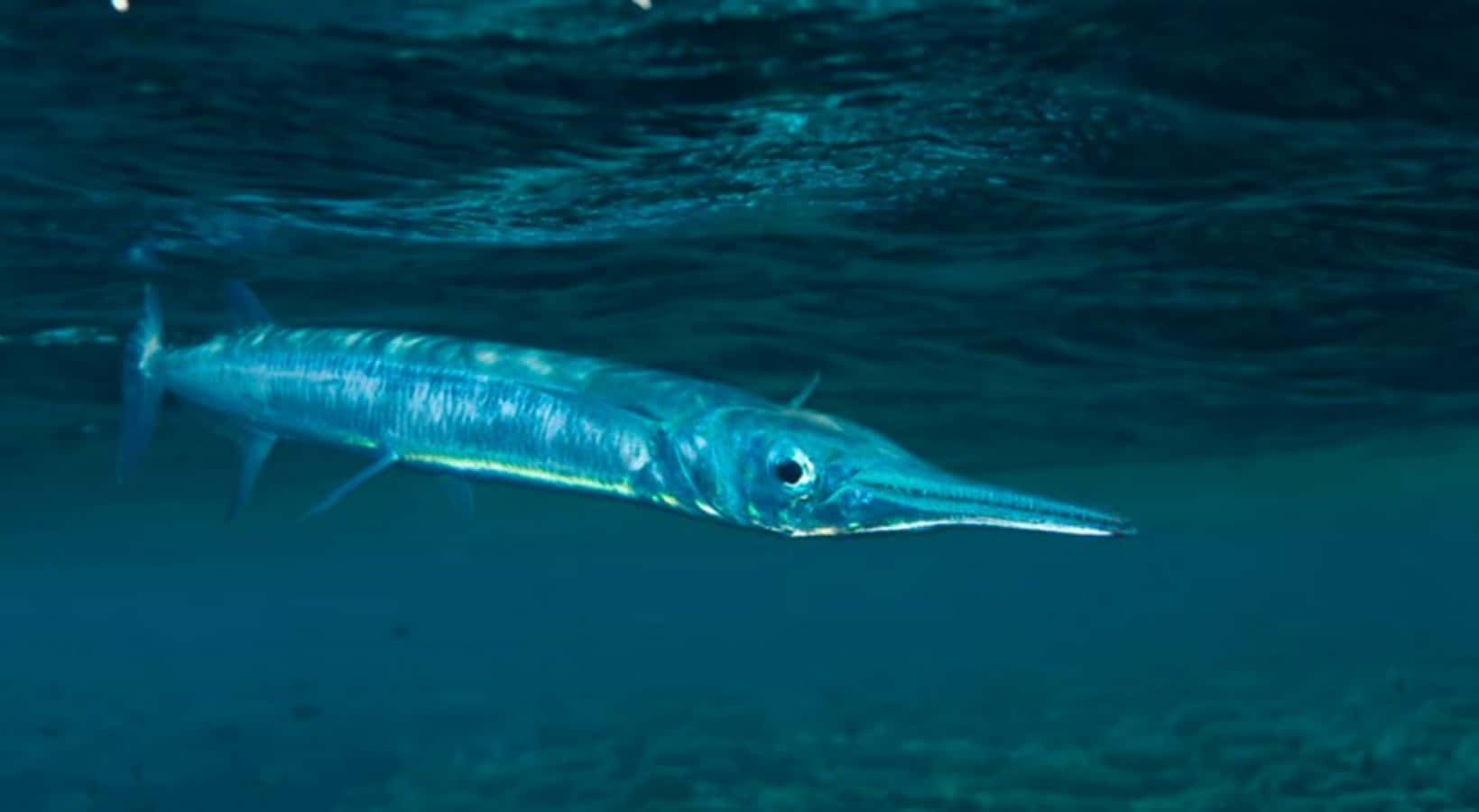 Majestic Needlefish Gliding Through Crystal-clear Waters Wallpaper