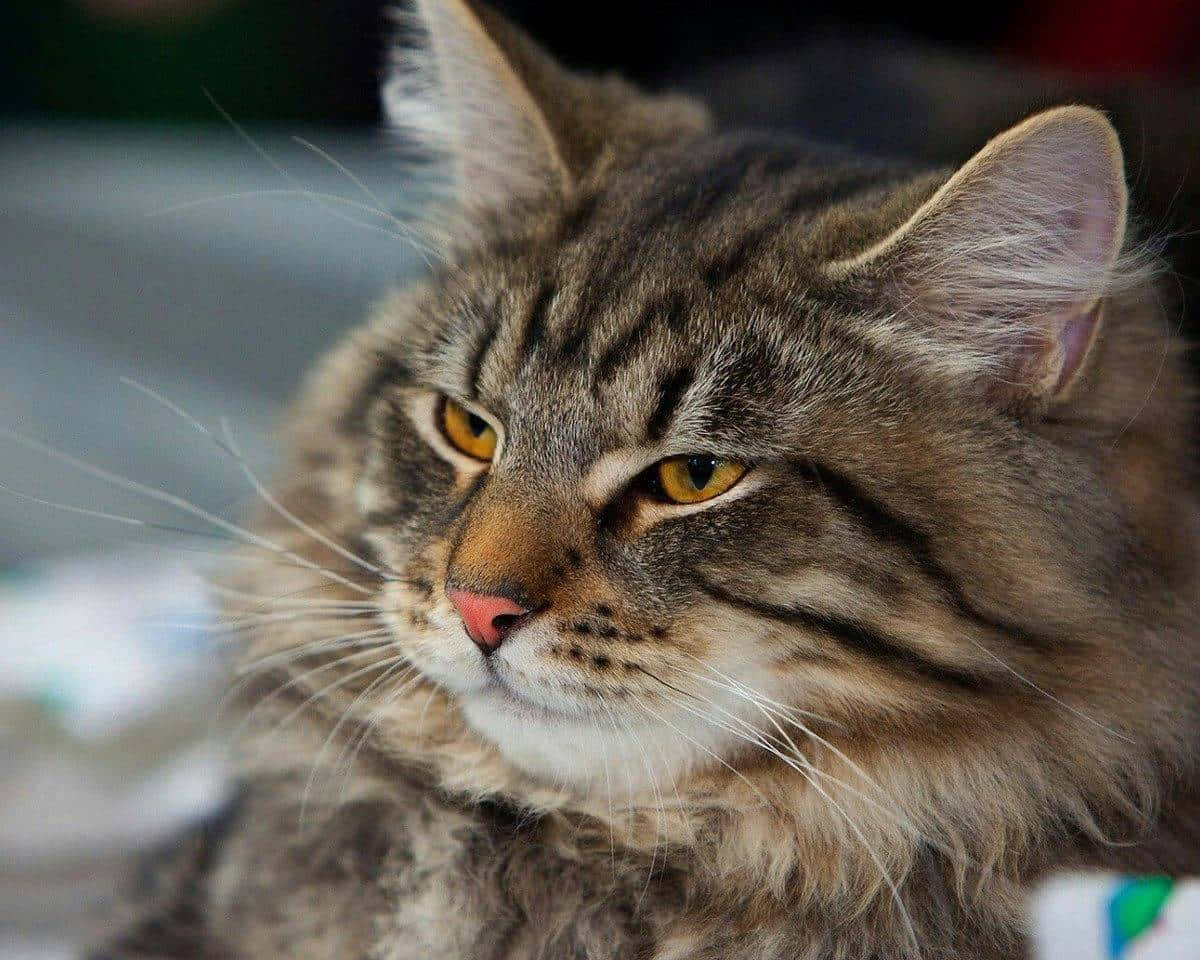 Majestic Norwegian Forest Cat Basking In Sunlight In The Forest Wallpaper