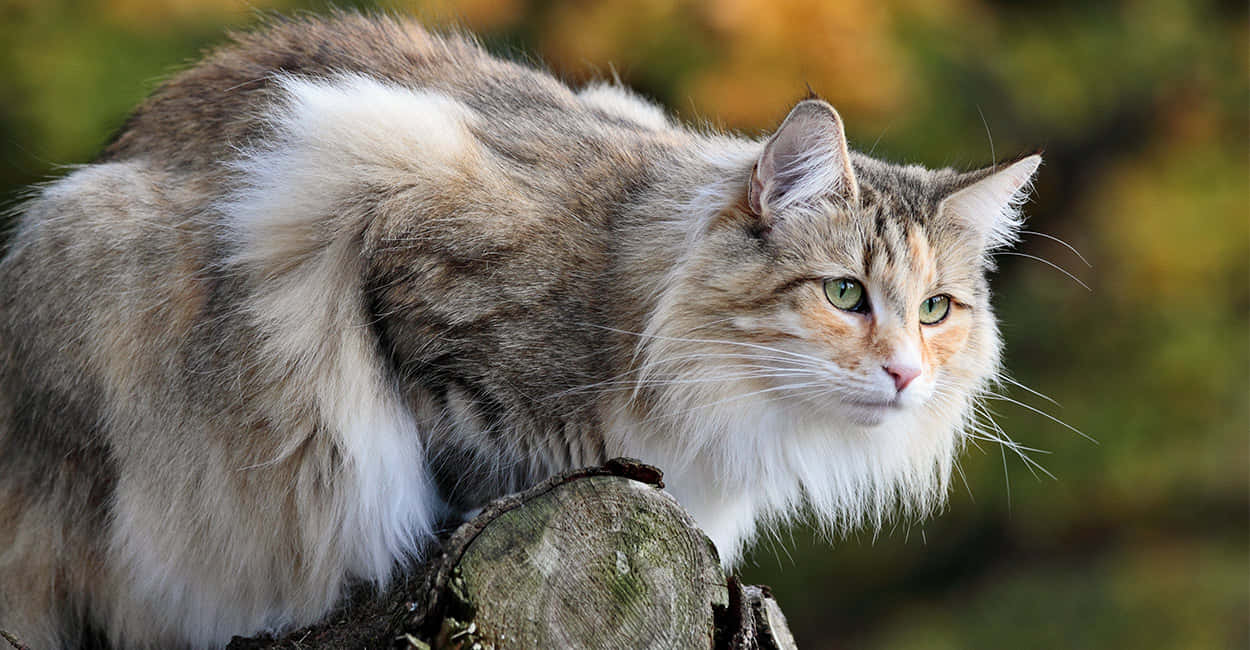 Majestic Norwegian Forest Cat Gazing Into The Distance Wallpaper