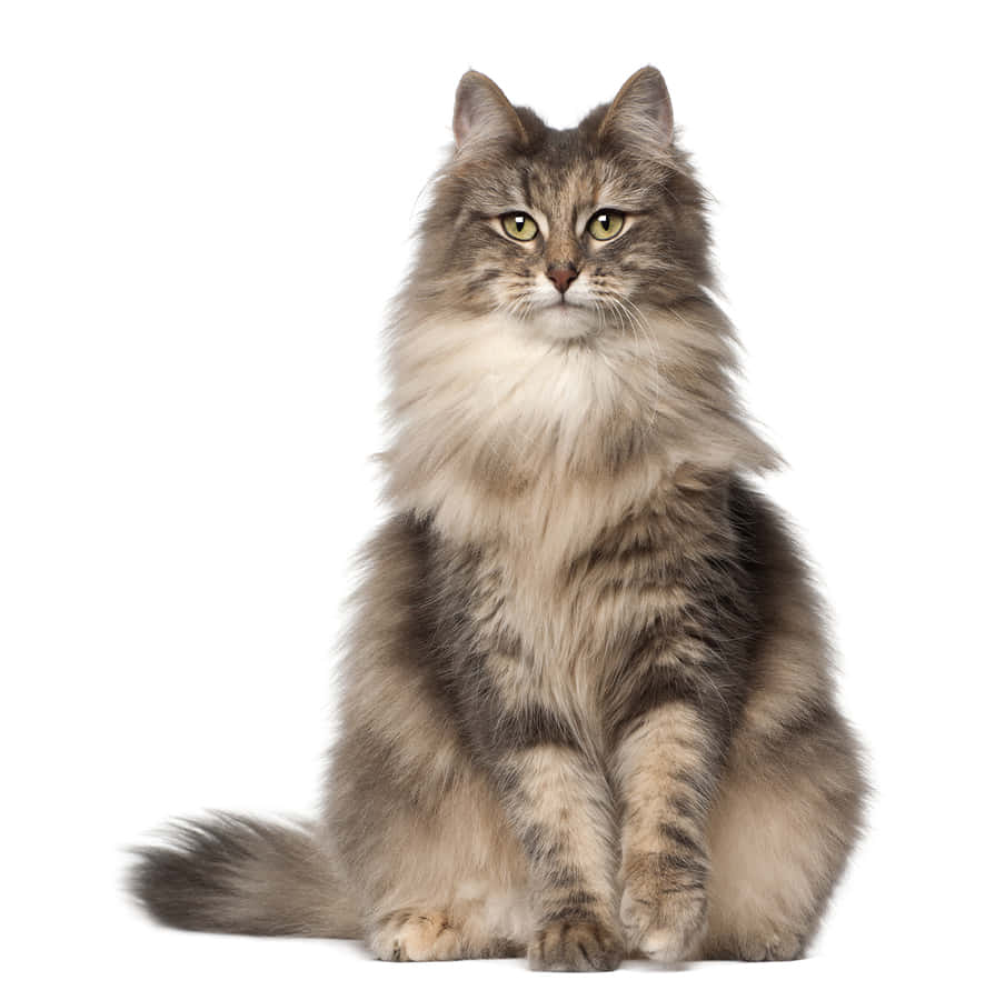 Majestic Norwegian Forest Cat In The Great Outdoors Wallpaper