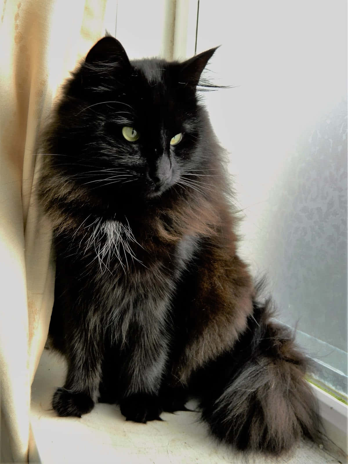 Majestic Norwegian Forest Cat Lounging Wallpaper