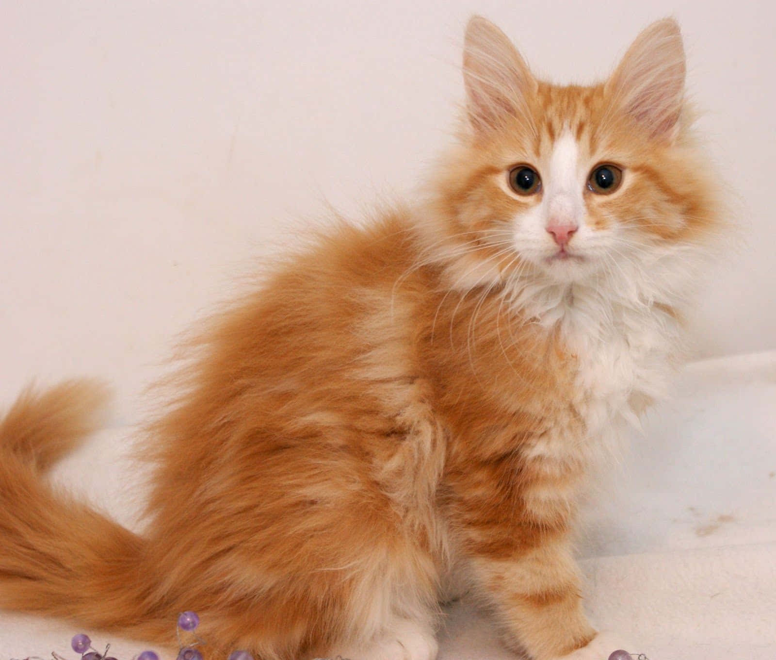 Majestic Norwegian Forest Cat Perched In Nature Wallpaper