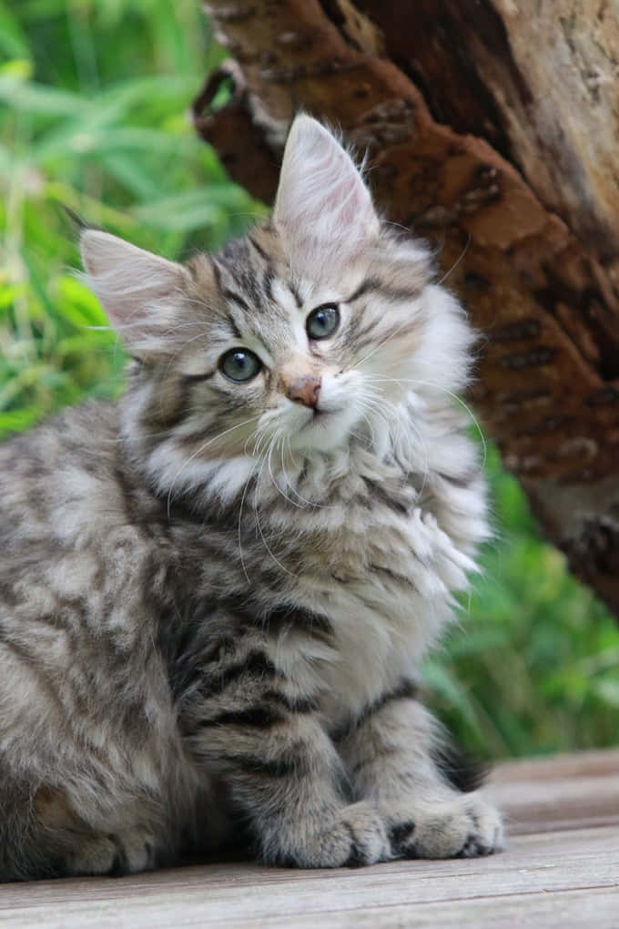 Majestic Norwegian Forest Cat Posing Beautifully Wallpaper