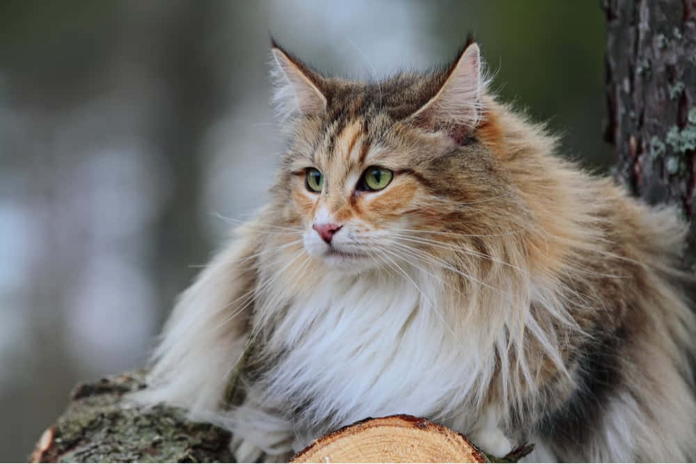 Majestic Norwegian Forest Cat Posing For The Camera Wallpaper