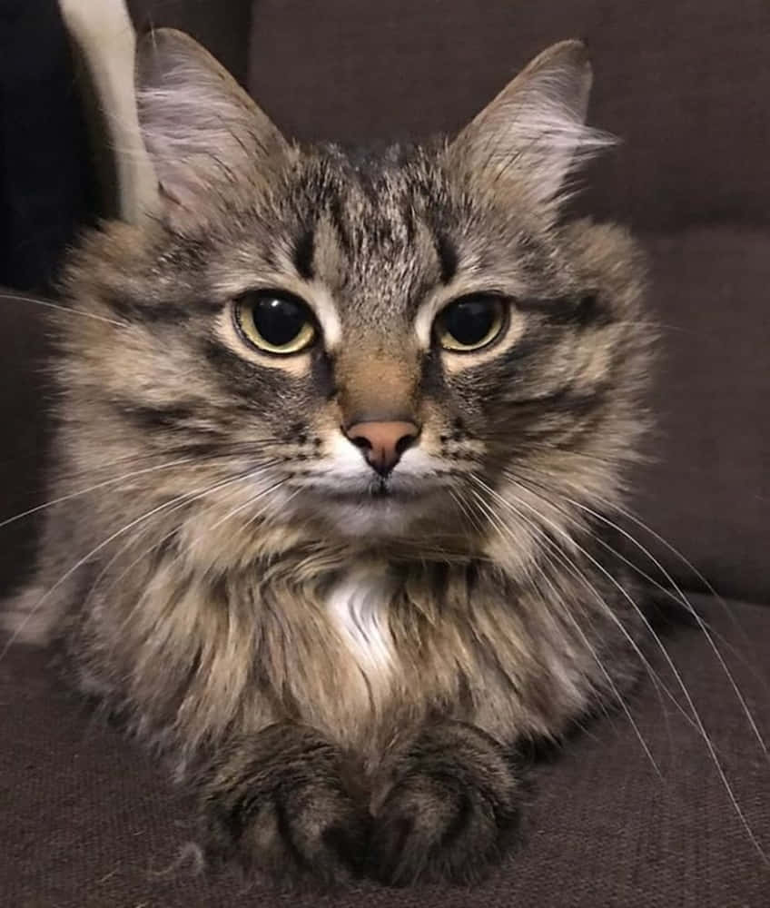 Majestic Norwegian Forest Cat Relaxing On A Tree Branch Wallpaper