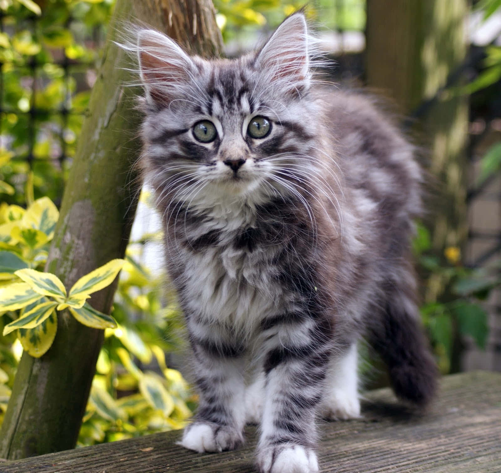 Majestic Norwegian Forest Cat Relaxing Outdoors Wallpaper