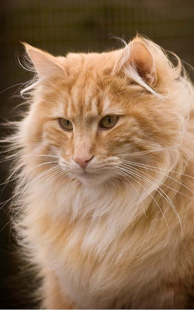 Majestic Norwegian Forest Cat Relaxing Outdoors Wallpaper