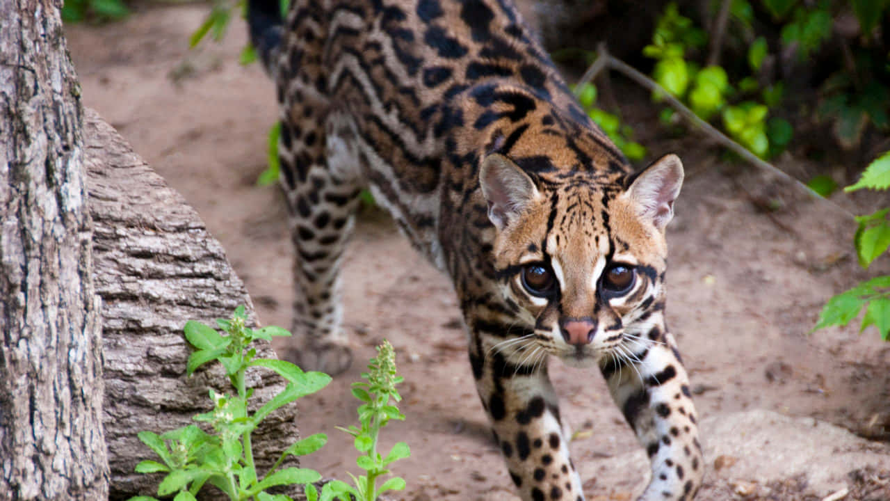 Majestic Ocelot In Its Natural Habitat Wallpaper