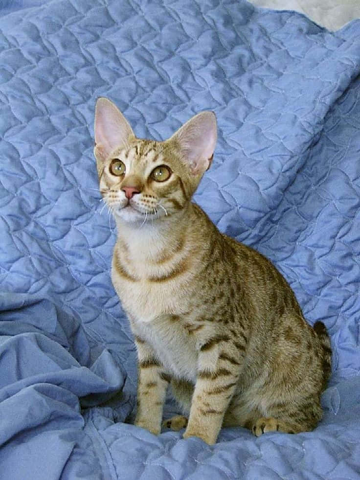 Majestic Ocicat Cat Posing On Rocks Wallpaper