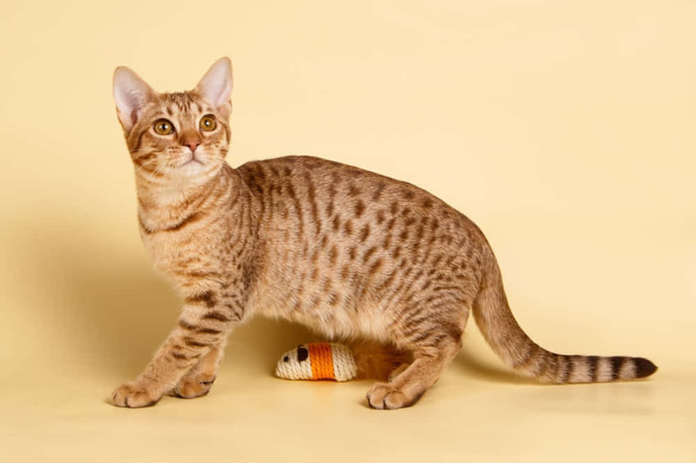 Majestic Ocicat Posing For The Camera In Nature Wallpaper