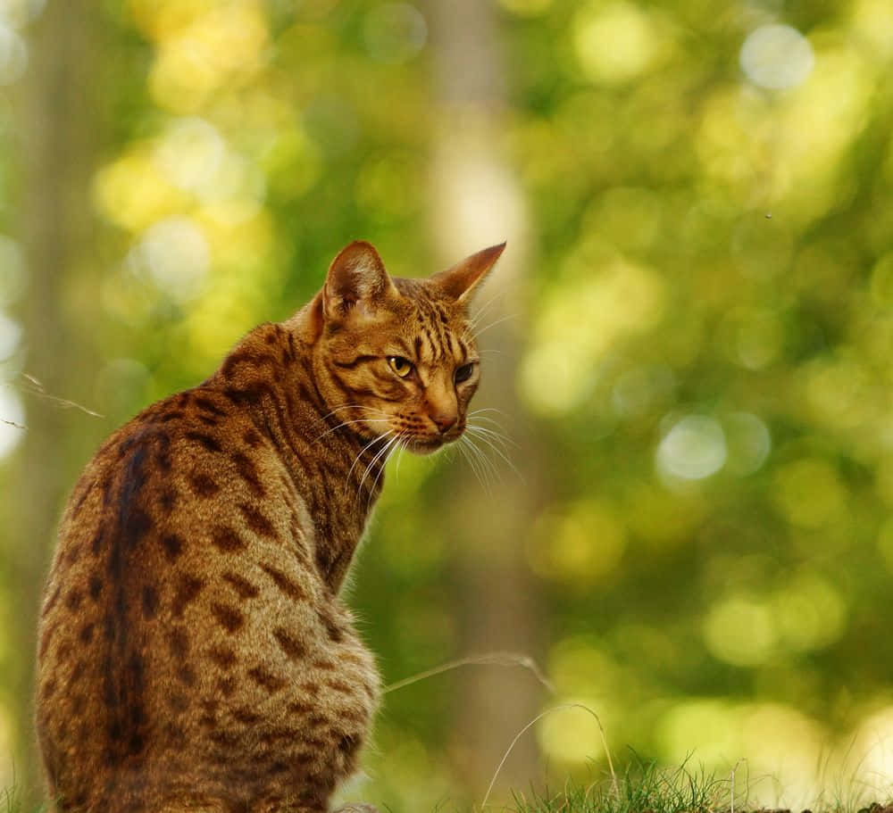 Majestic Ocicat Showing Off Its Striking Coat Pattern Wallpaper