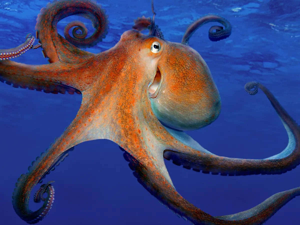 Majestic Octopus Underwater Wallpaper