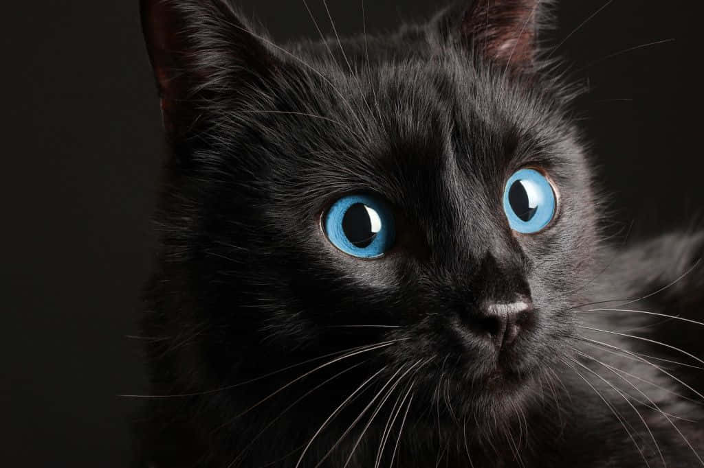 Majestic Ojos Azules Cat In All Its Splendor Wallpaper