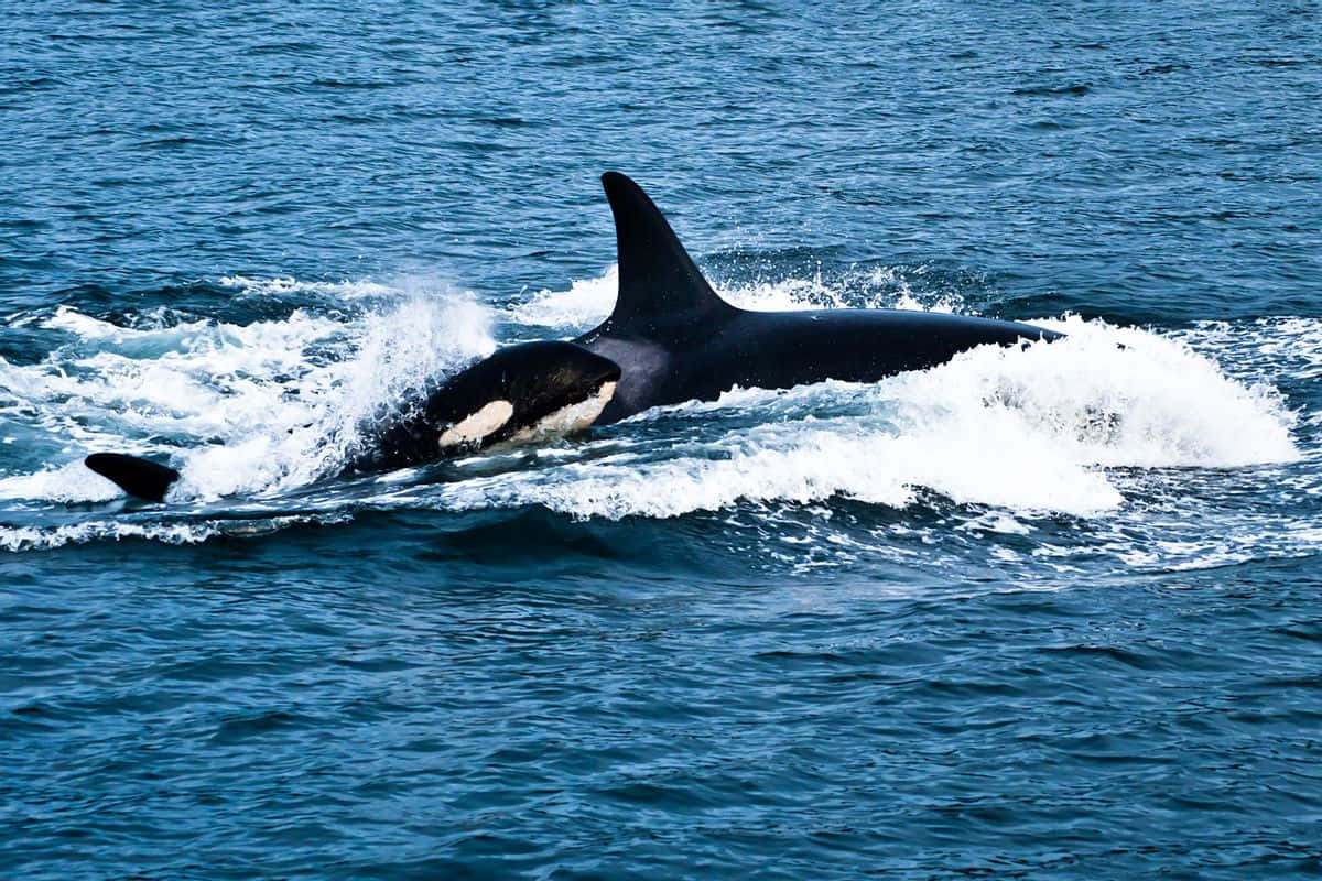 Majestic Orca Swimming Wallpaper