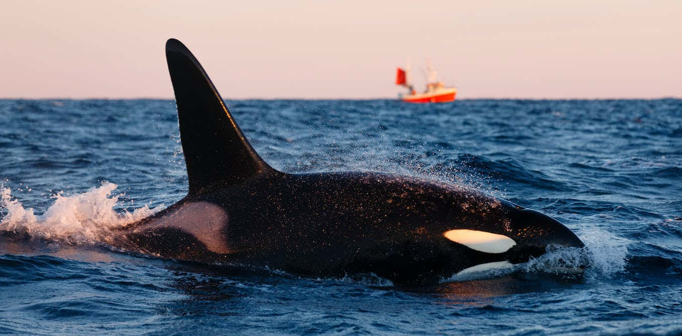 Majestic Orca Swimming Near Boat Wallpaper