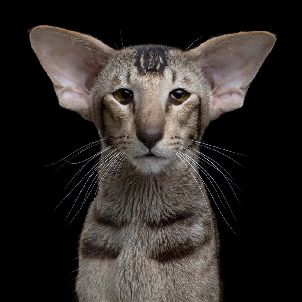 Majestic Oriental Shorthair Cat Wallpaper