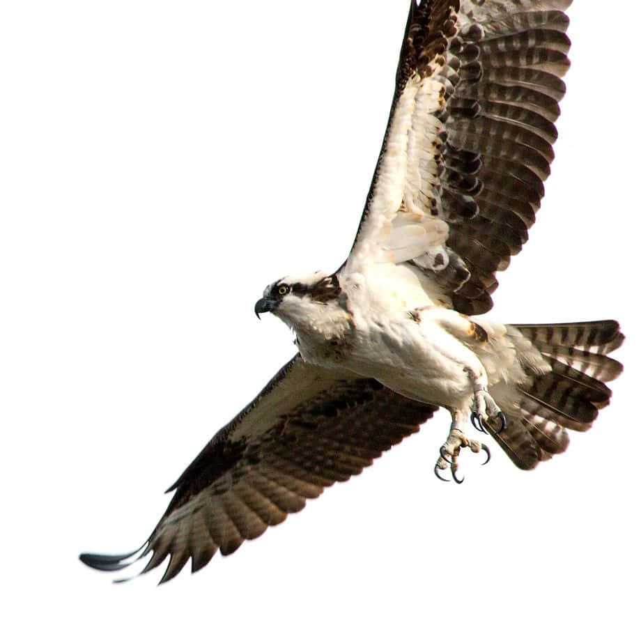 Majestic Osprey In Flight Wallpaper