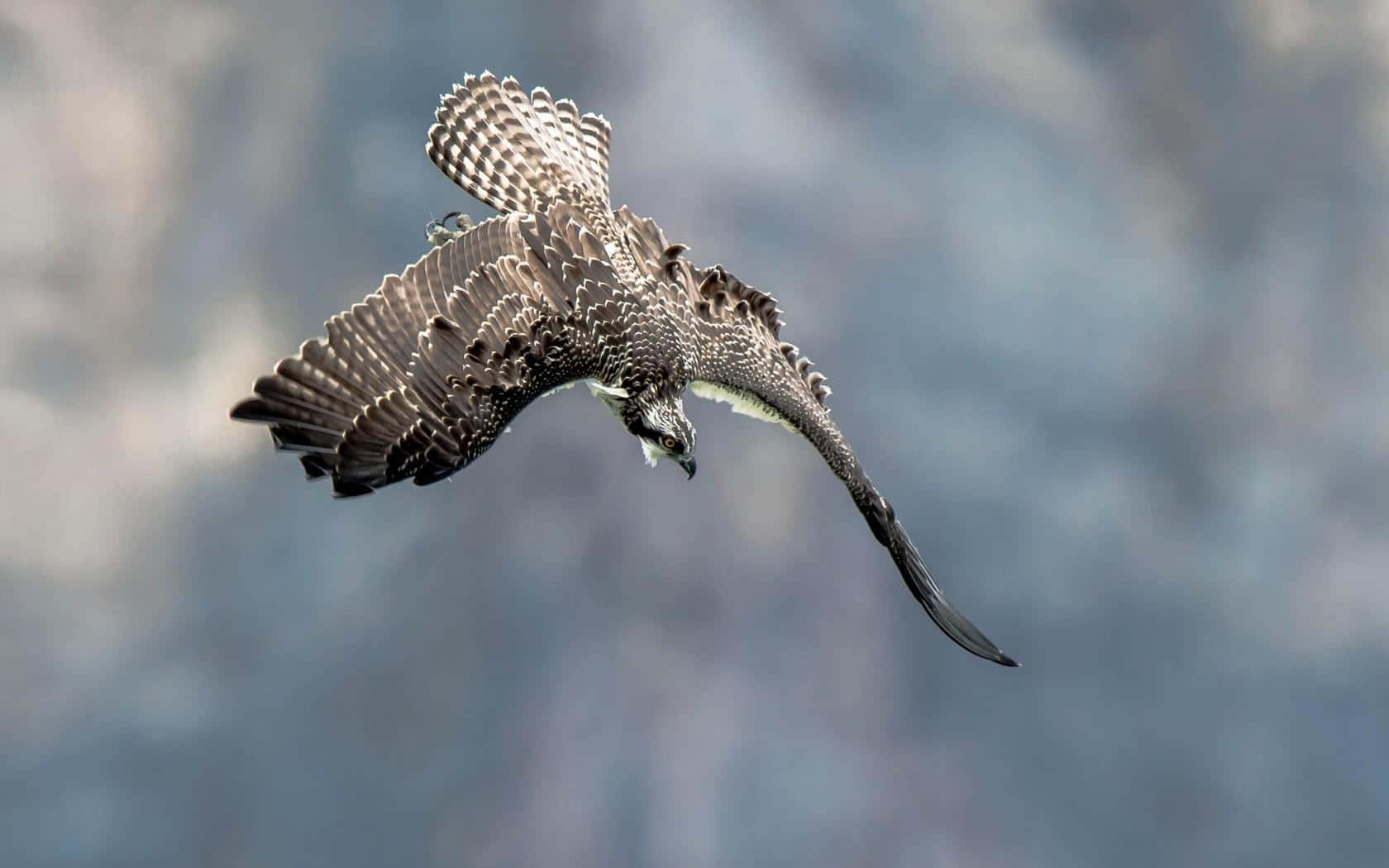 Majestic_ Osprey_ In_ Flight.jpg Wallpaper