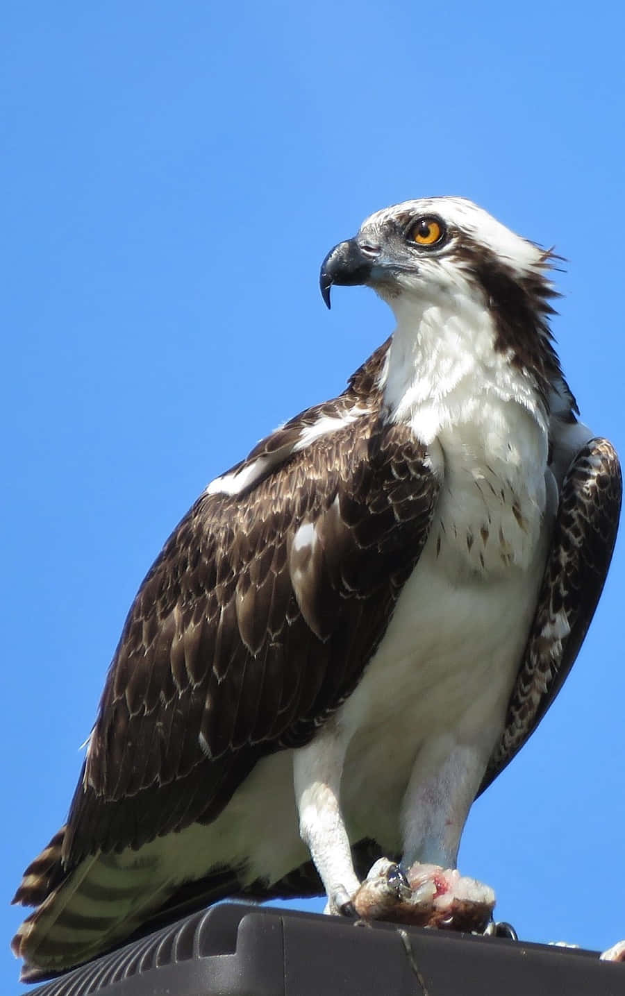 Majestic Osprey Perched Blue Sky Wallpaper