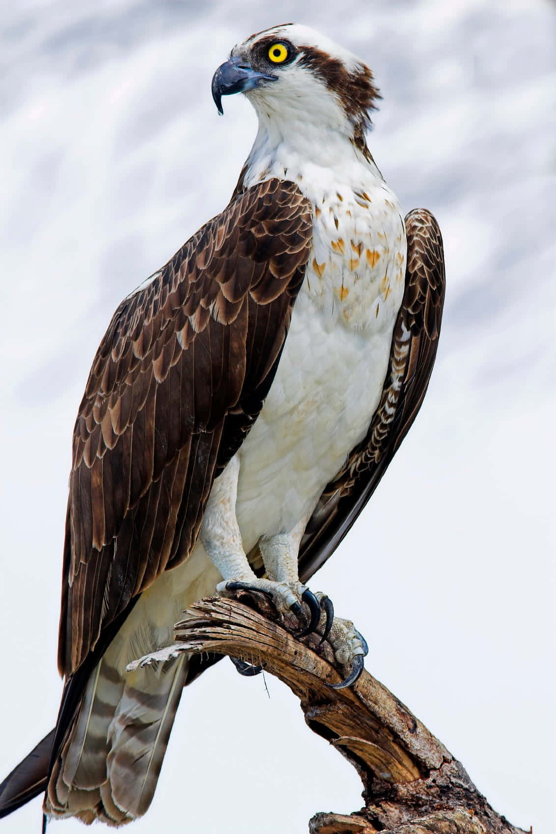 Majestic_ Osprey_ Perched_ On_ Branch.jpg Wallpaper