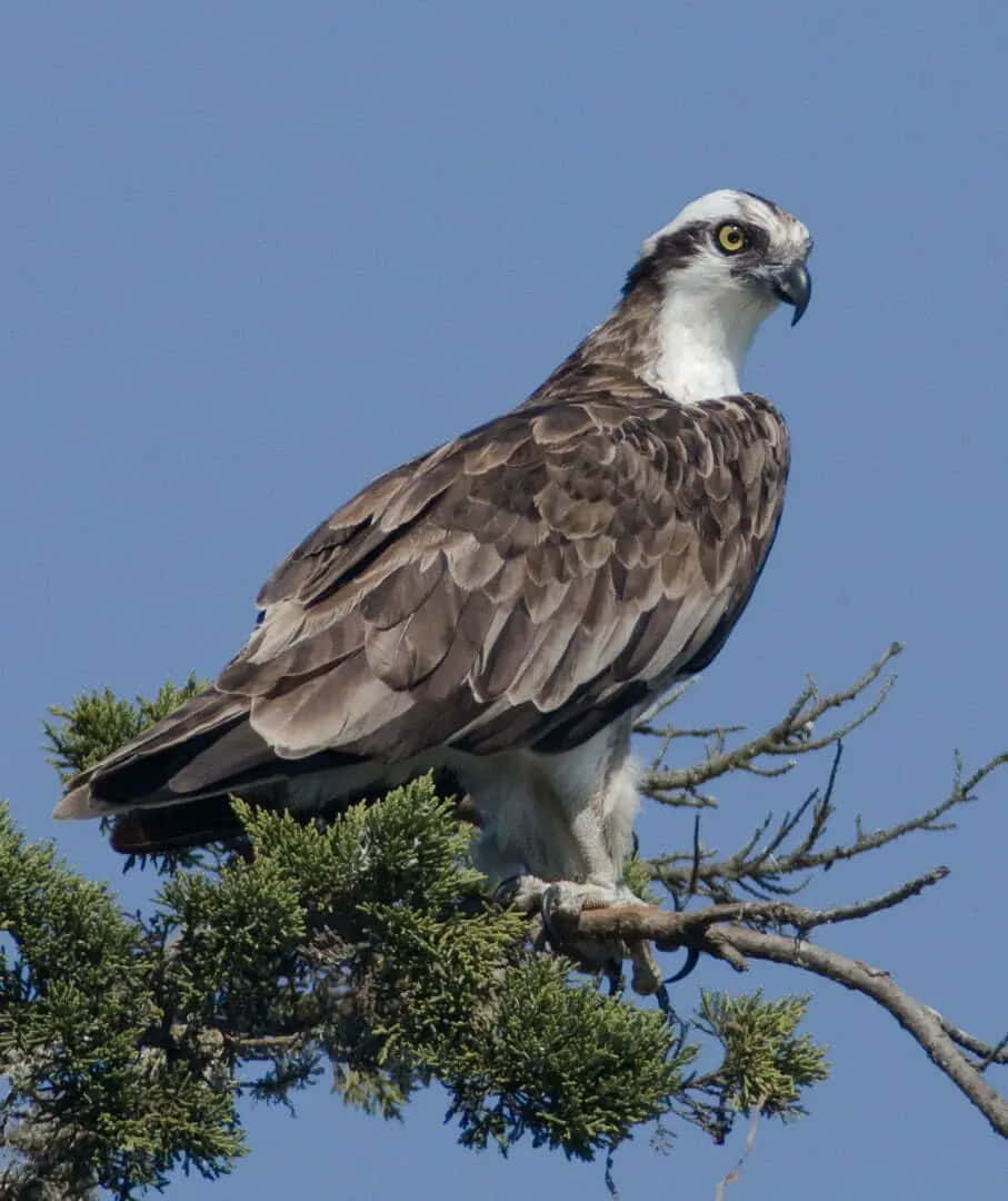 Majestic Osprey Perched Wallpaper