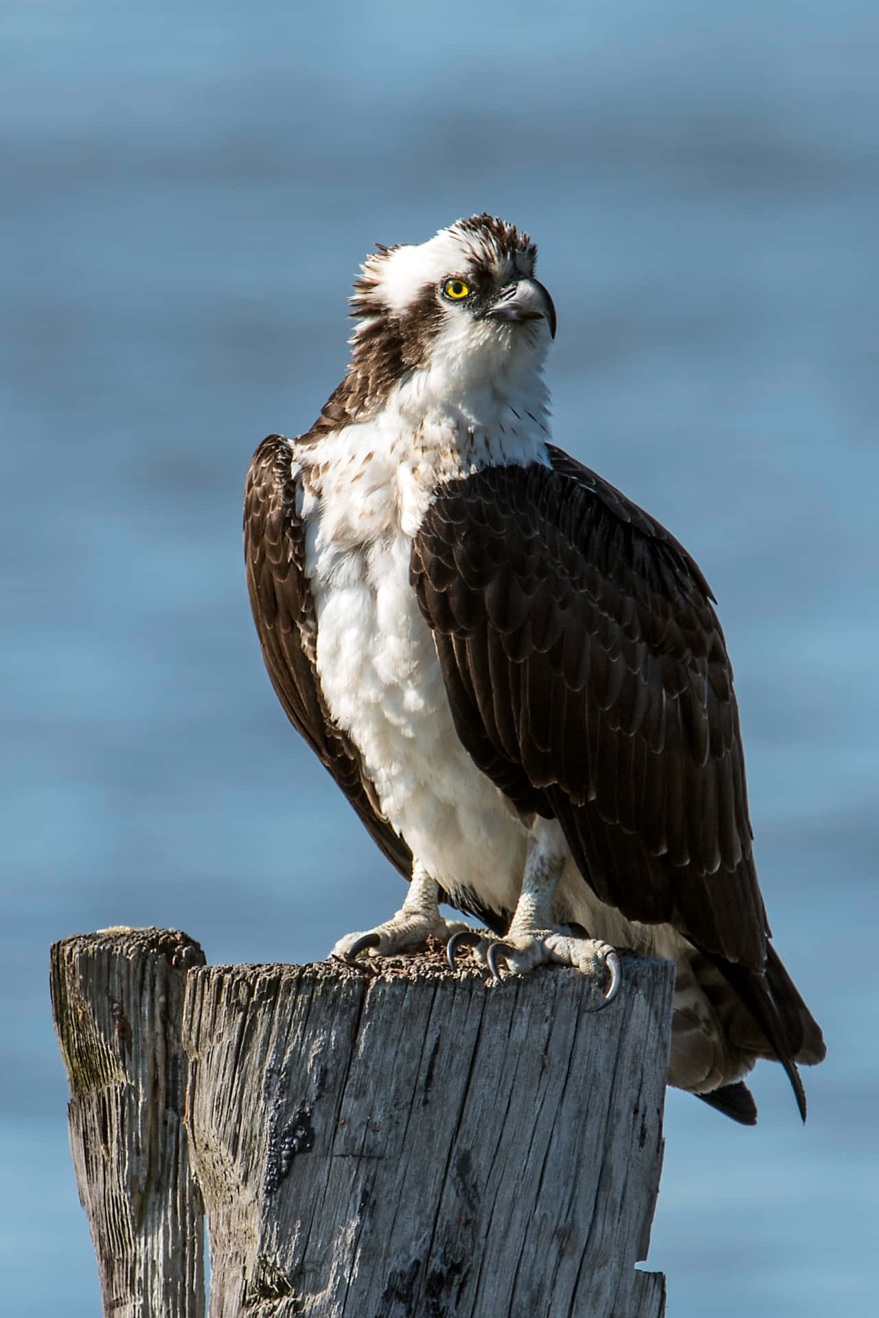 Majestic Osprey Perched Wallpaper