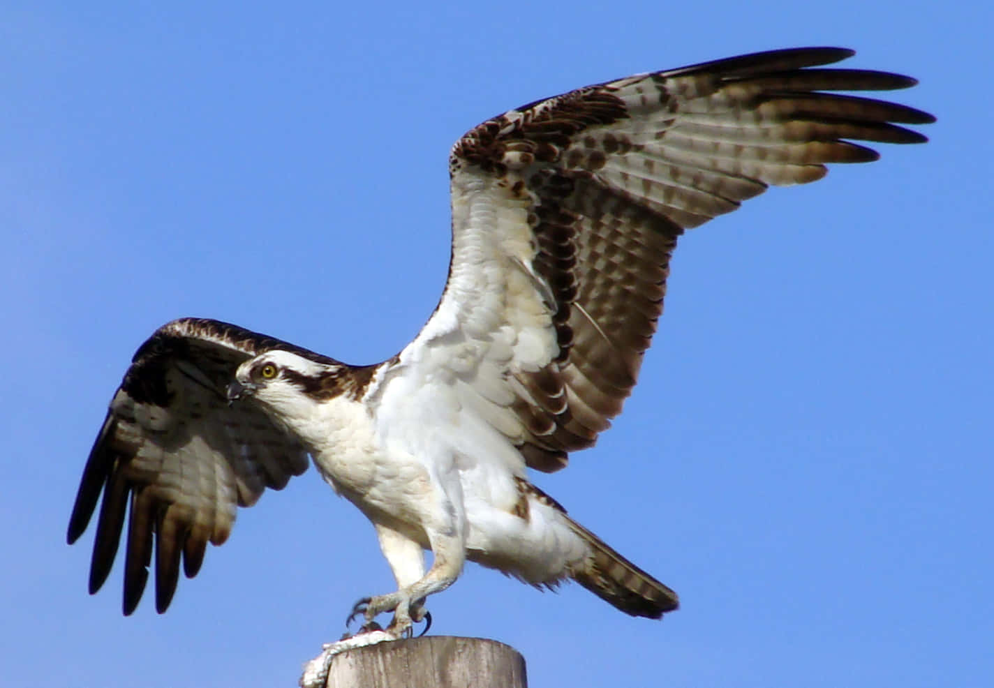 Majestic Osprey Spreading Wings Wallpaper