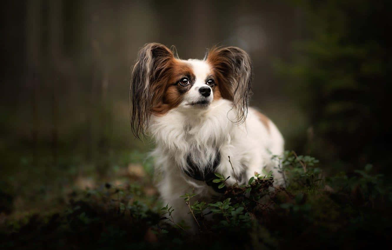 Majestic Papillon Dogin Forest Wallpaper