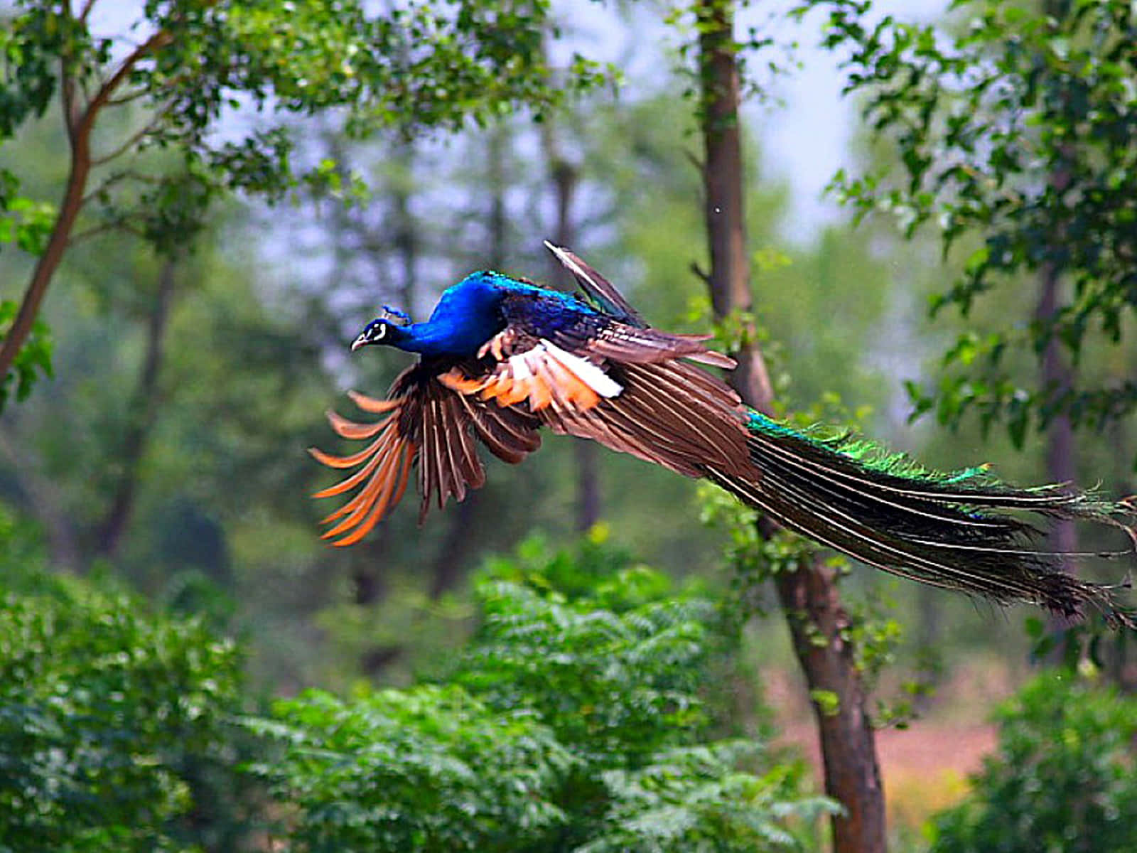 Majestic_ Peacock_ In_ Flight.jpg Wallpaper