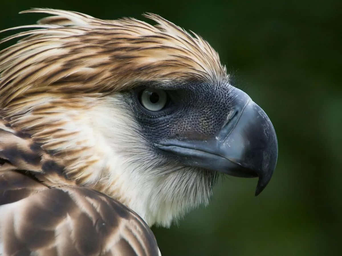 Majestic_ Philippine_ Eagle_ Closeup Wallpaper