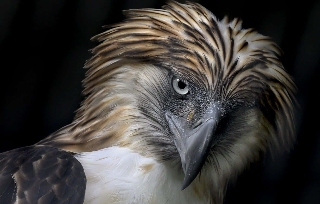 Majestic_ Philippine_ Eagle_ Closeup.jpg Wallpaper