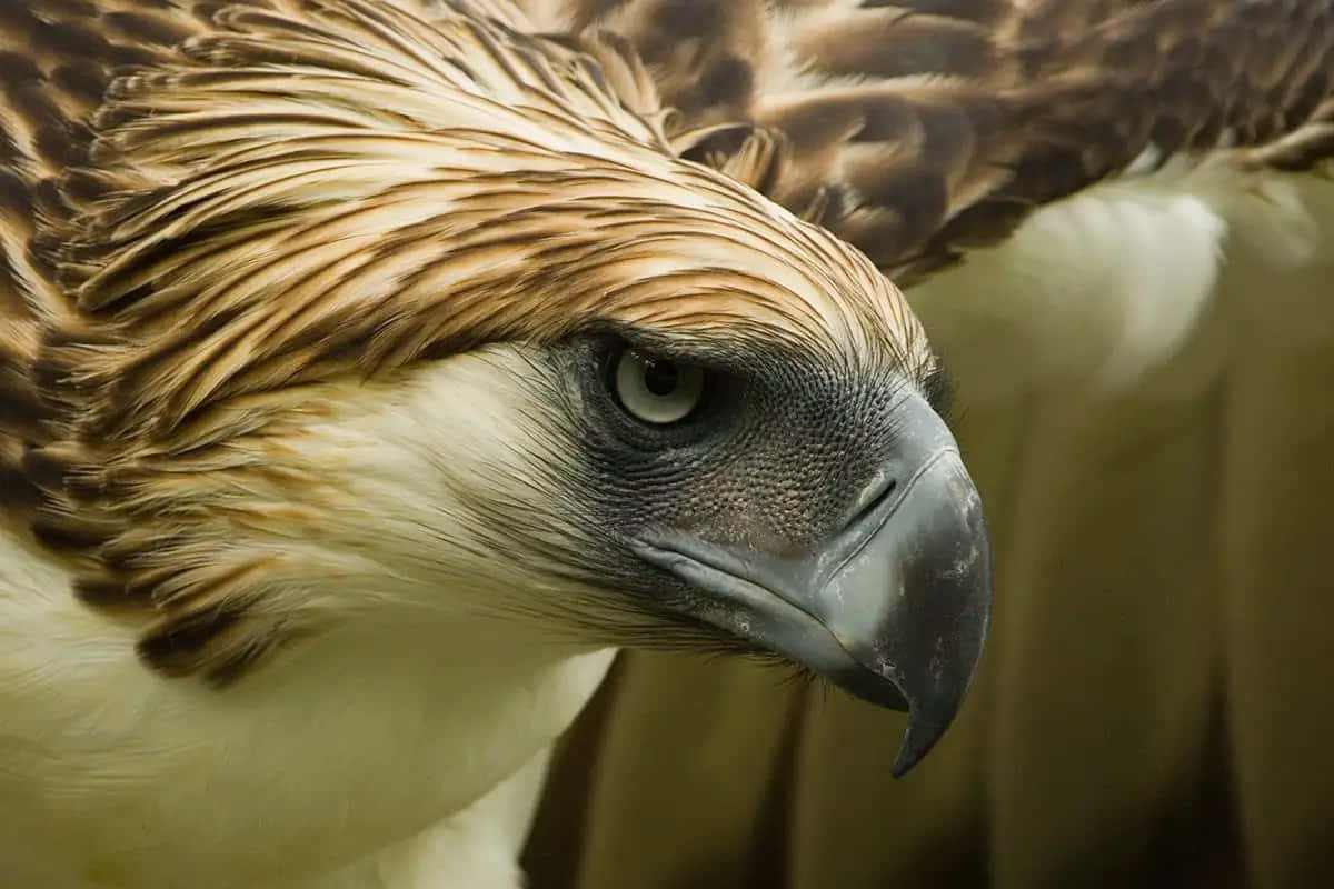 Majestic_ Philippine_ Eagle_ Closeup.jpg Wallpaper