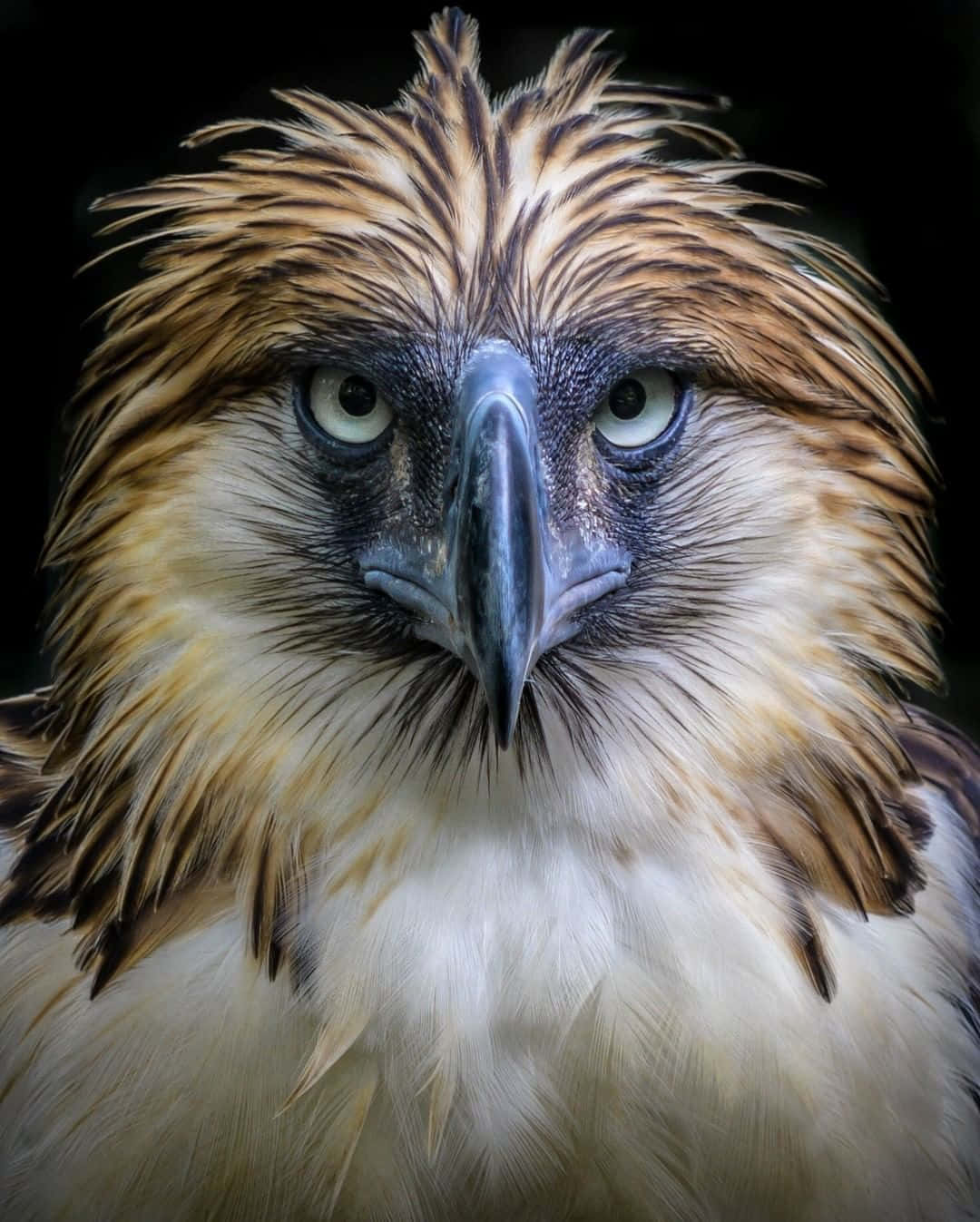 Majestic_ Philippine_ Eagle_ Closeup Wallpaper