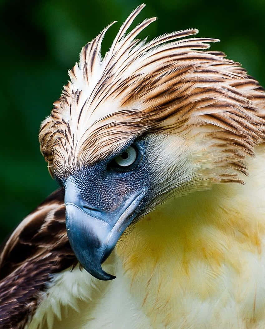 Majestic_ Philippine_ Eagle_ Closeup Wallpaper