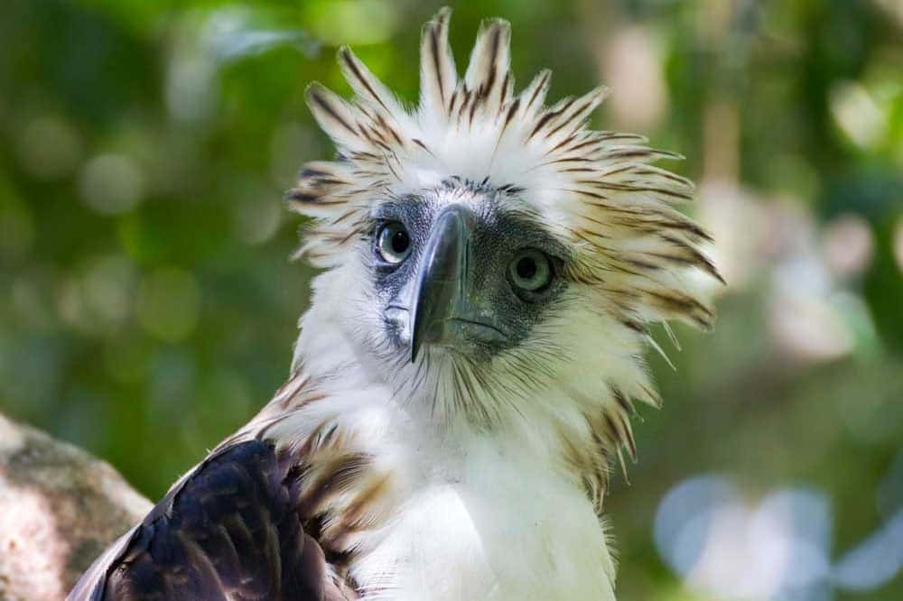 Majestic Philippine Eagle In Flight Wallpaper