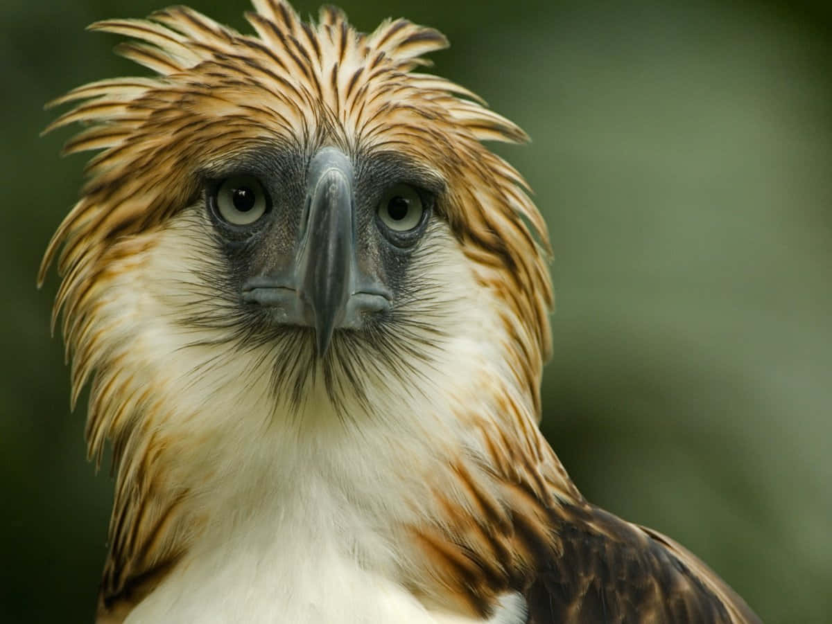 Majestic Philippine Eagle In Flight Wallpaper