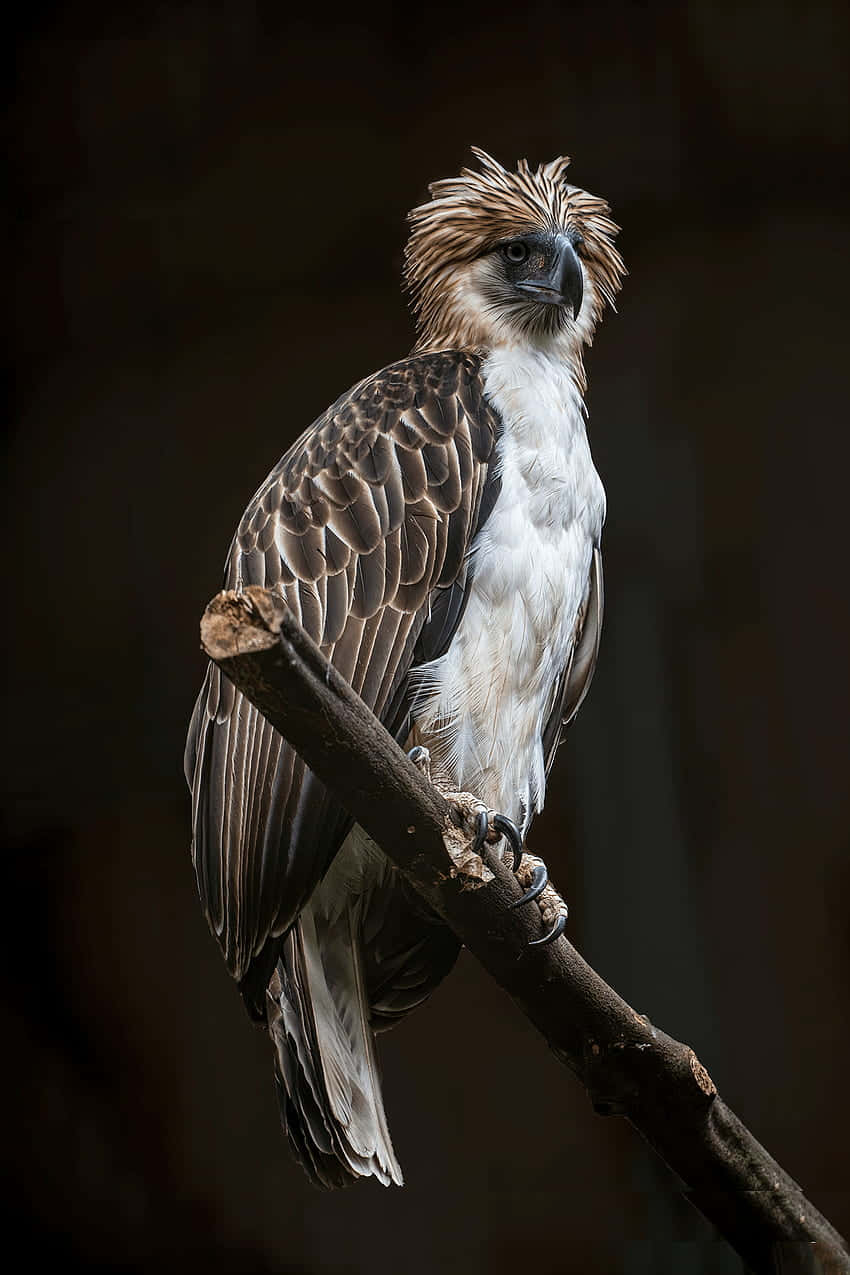 Majestic_ Philippine_ Eagle_ Perched Wallpaper