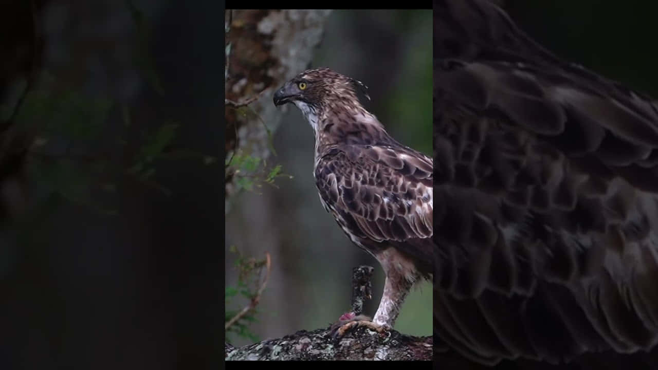 Majestic_ Philippine_ Eagle_ Perched Wallpaper