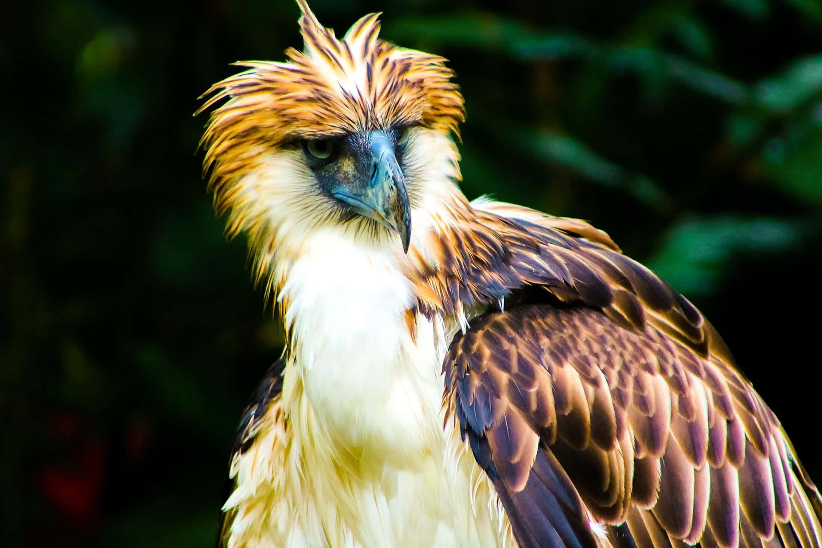 Majestic Philippine Eagle Perched On A Branch Wallpaper