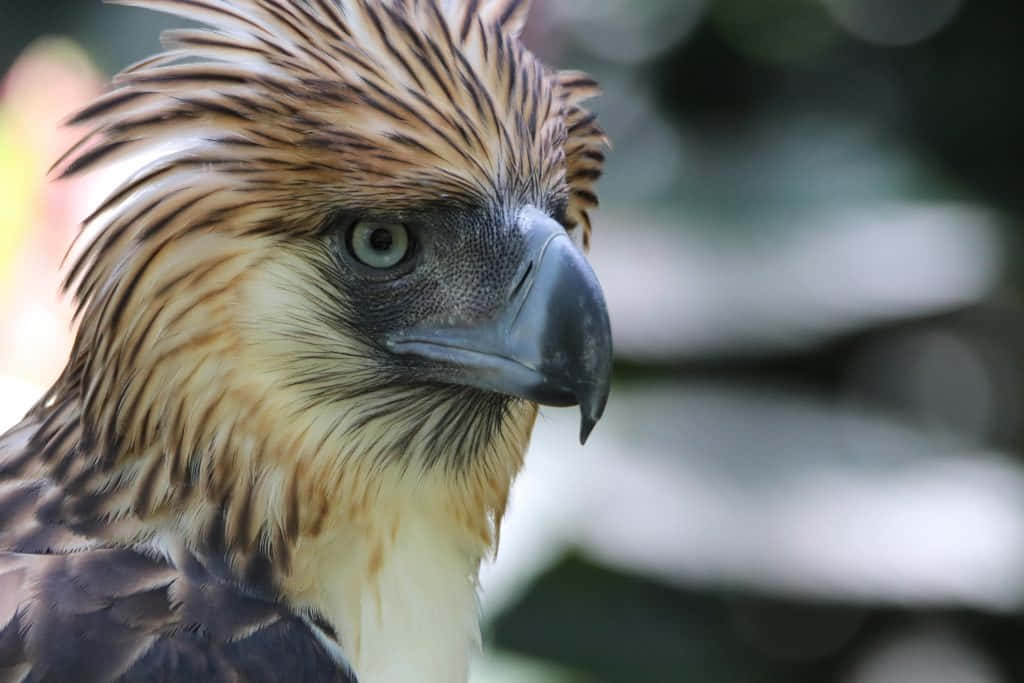 Majestic Philippine Eagle Perched On A Branch Wallpaper