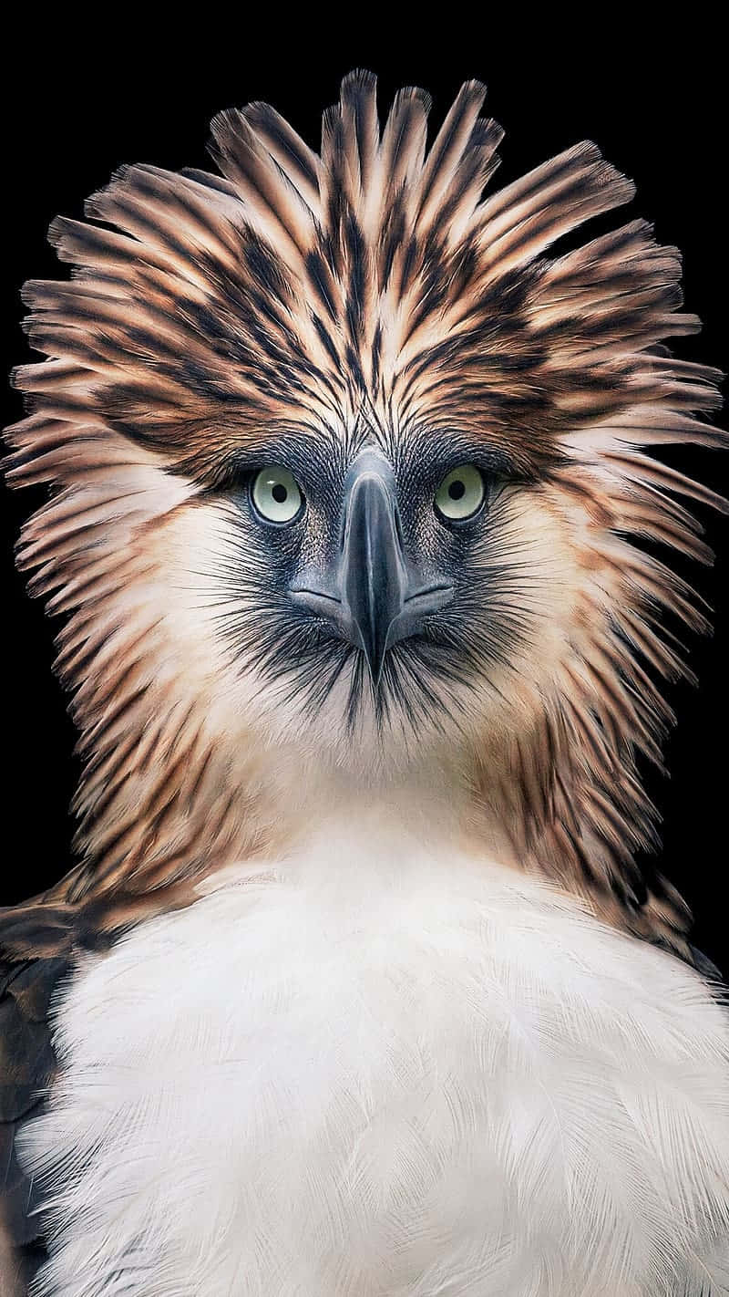 Majestic_ Philippine_ Eagle_ Portrait Wallpaper